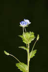 Ivyleaf speedwell